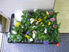 花